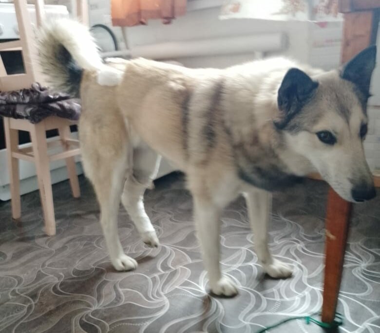 Опекуны говорят, что  Лиса- шило ещё то.