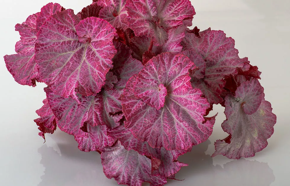 Сорт Розовая Пантера