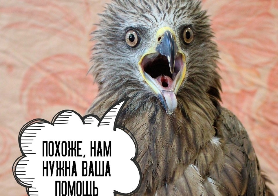     Фото Центра "Наша природа"  Предоставлено