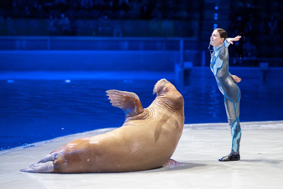 Мюзикл на воде «Морская симфония». Фото: предоставлено организаторами.  📷
