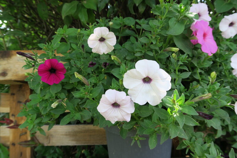 Удобрения для петунии