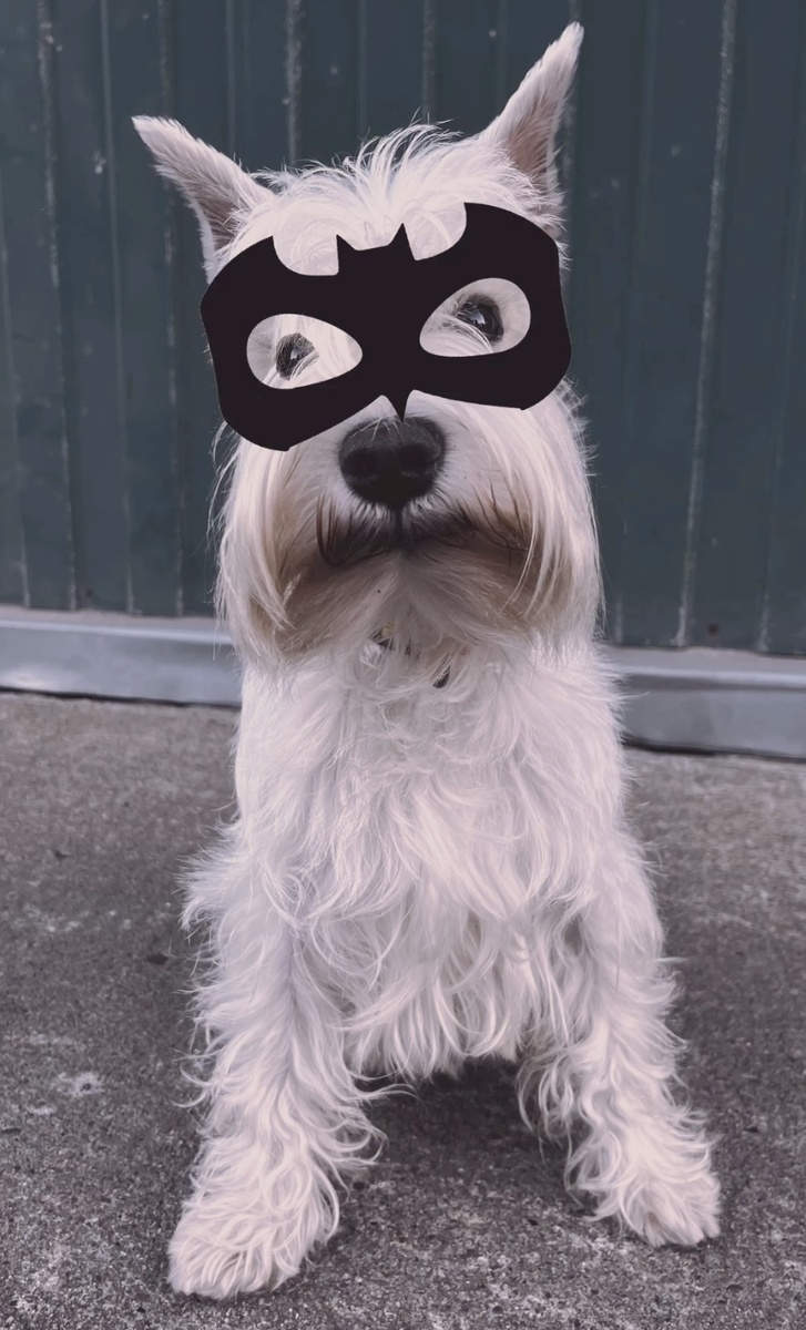 Как вам Бестия в роли Бэтмена?#цвергшнауцер #история о собаке  #животные и дети 