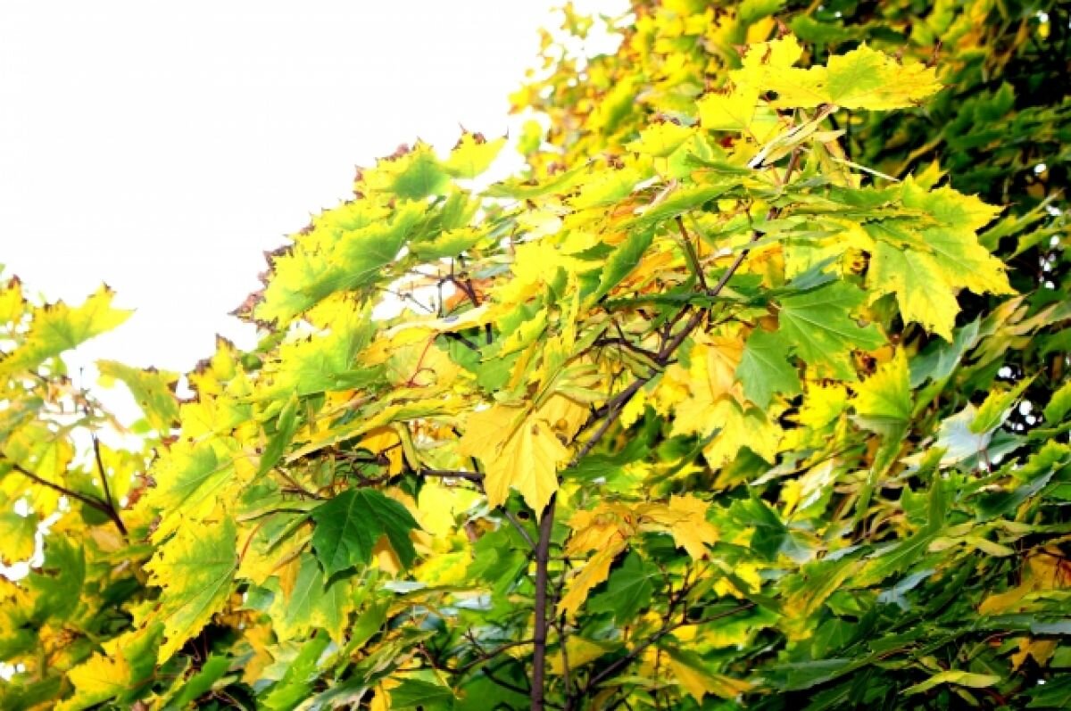    В Тульской области 19 октября синоптики прогнозируют дожди и до +12