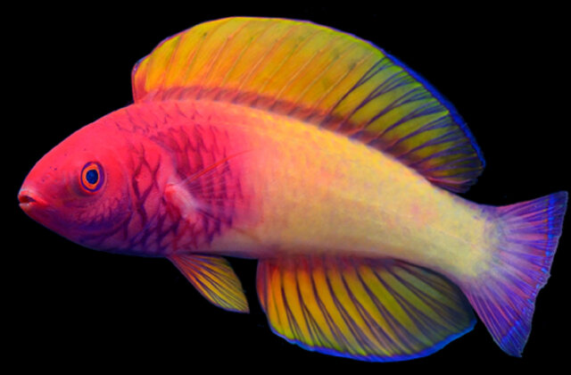     Фото: Yi-Kai Tea