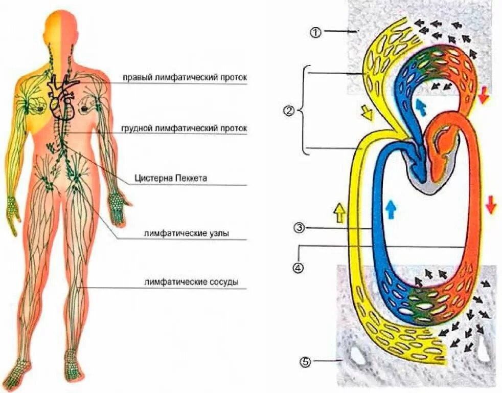 Ток лимфы в организме человека схема