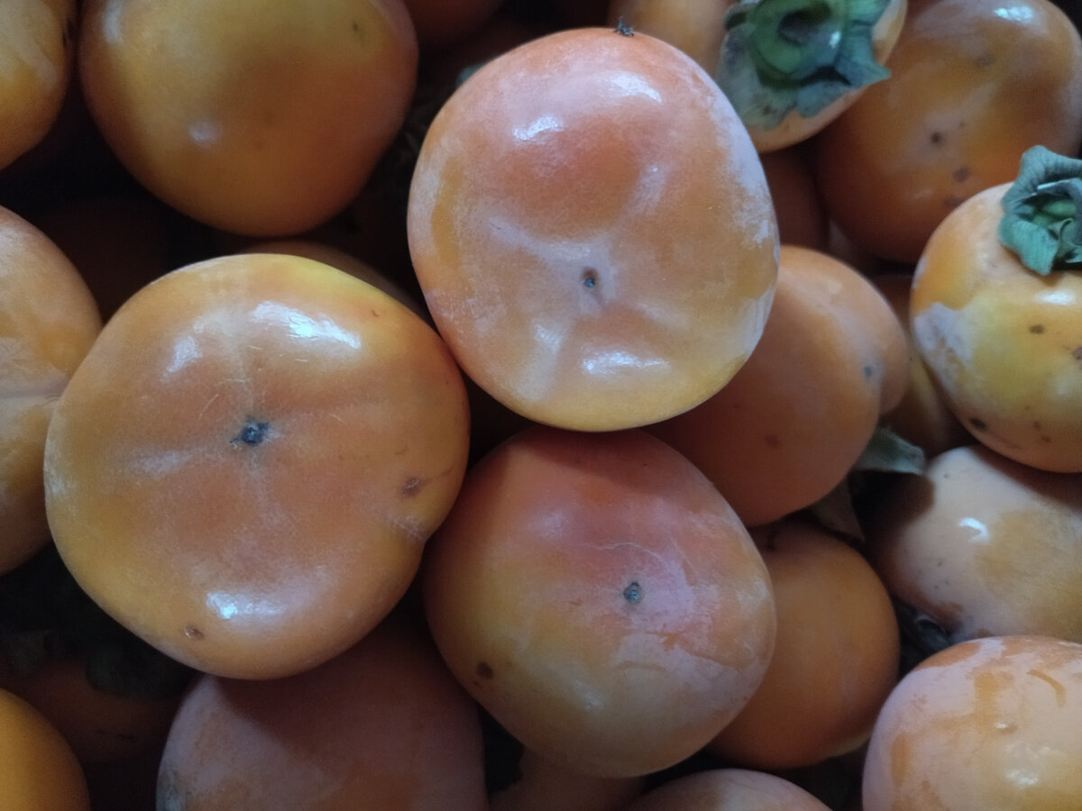 Хурма которая вяжет в твердом виде, но не в спелом.