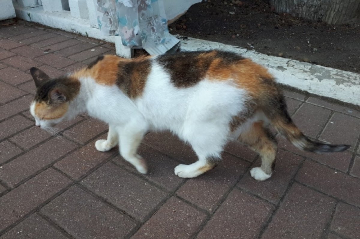    В Тюмени ветеринары не смогли спасти брошенного на улице котенка