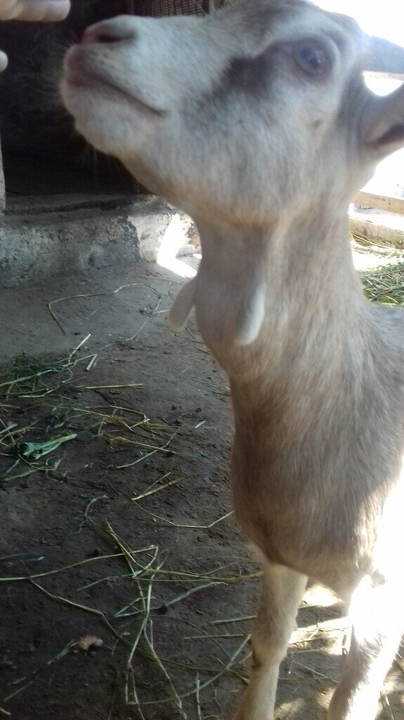 Фото с сайта Яндекс картинки. 