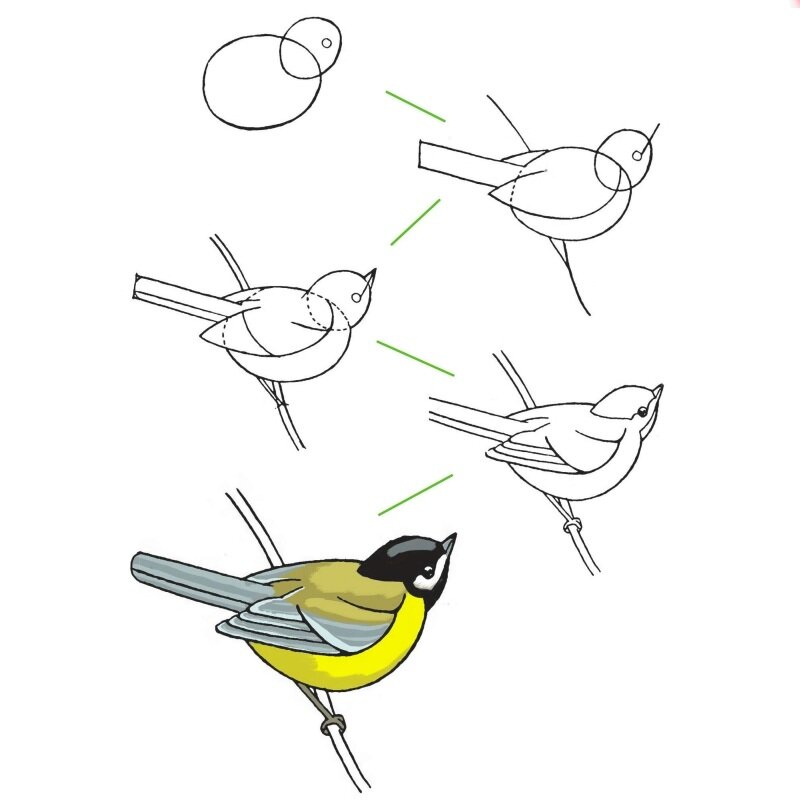 Как нарисовать птиц простым карандашом поэтапно