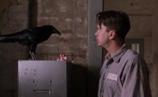 Когда Энди отправляется в библиотеку, чтобы начать работу помощника Брукса, ворона управляющего библиотеки часто каркала, и Тиму Роббинсу (исполнителю роли Энди) нужно было правильно подобрать время, чтобы сказать свою фразу: "Эй, Джейк. Где Брукс?". Роббинс внимательно изучил временные отрезки, когда ворона каркает, причем, об этом его попросил сценарист и режиссер картины Фрэнк Даравонт.
В фильме можно заметить, как Роббинс осторожно наблюдает за птицей, приближаясь к ней, ожидая, когда она каркнет, чтобы потом произнести свою фразу.