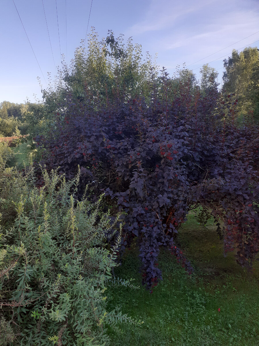Пузыреплодник Summer Wine в саду моей подруги