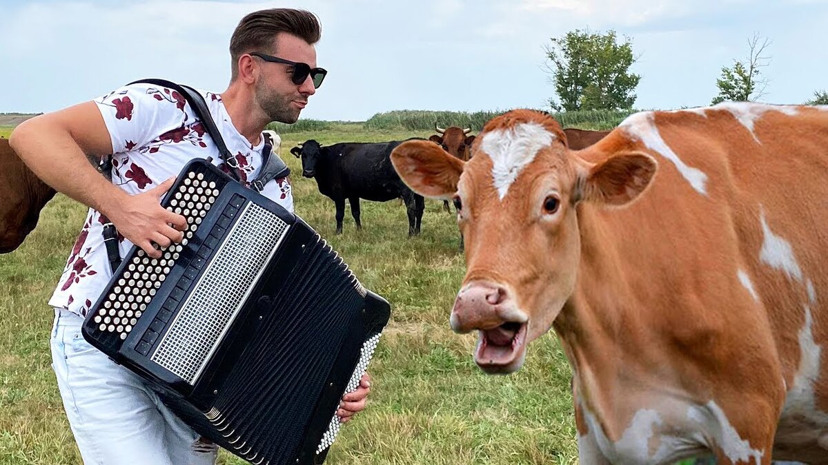 Корова му слушать. Музыкальная корова. Корова слушает. Коровы СЛУШАЮТ музыку. Коровы СЛУШАЮТ классическую музыку.