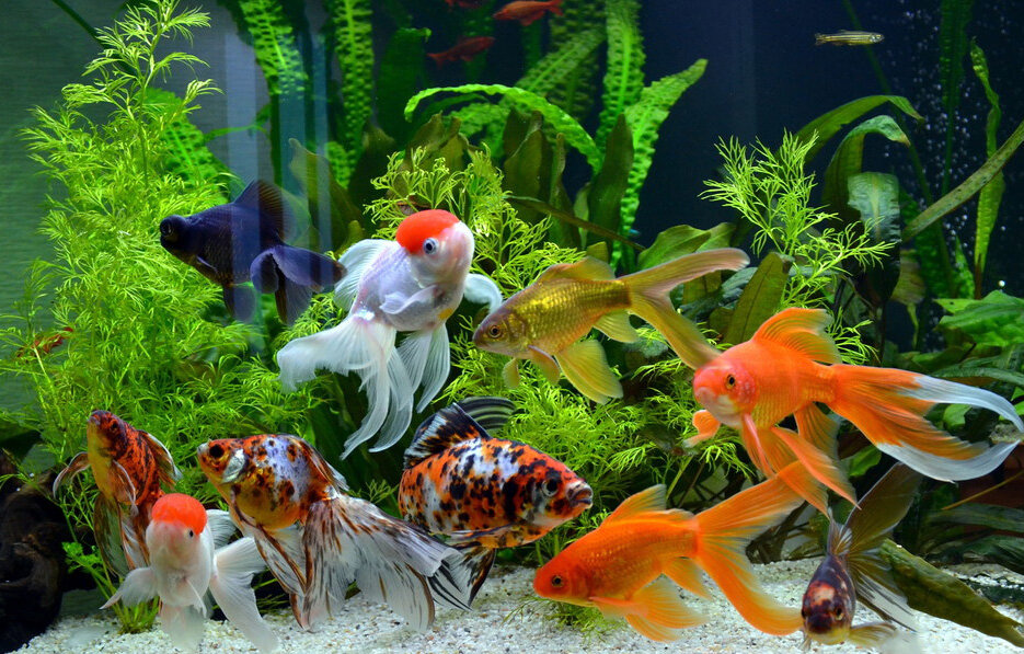 Аппликация аквариум с рыбками из цветной бумаги