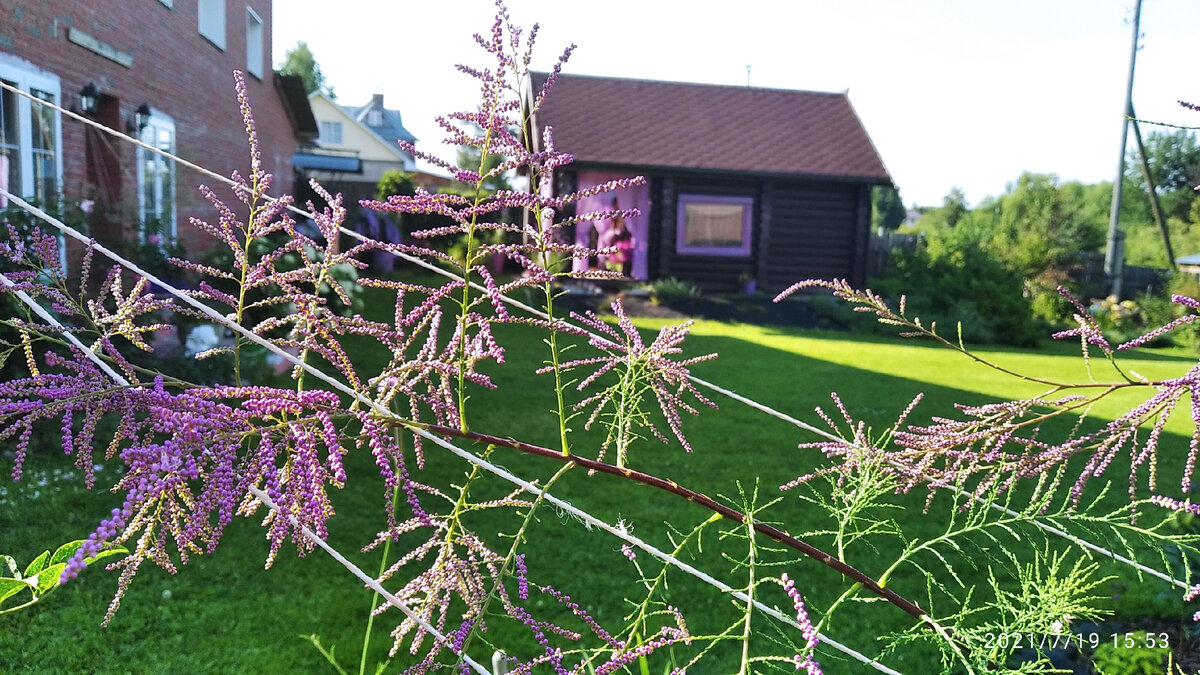 Тамарикс изящный (Tamarix gracilis). Фото Загородные идеи.