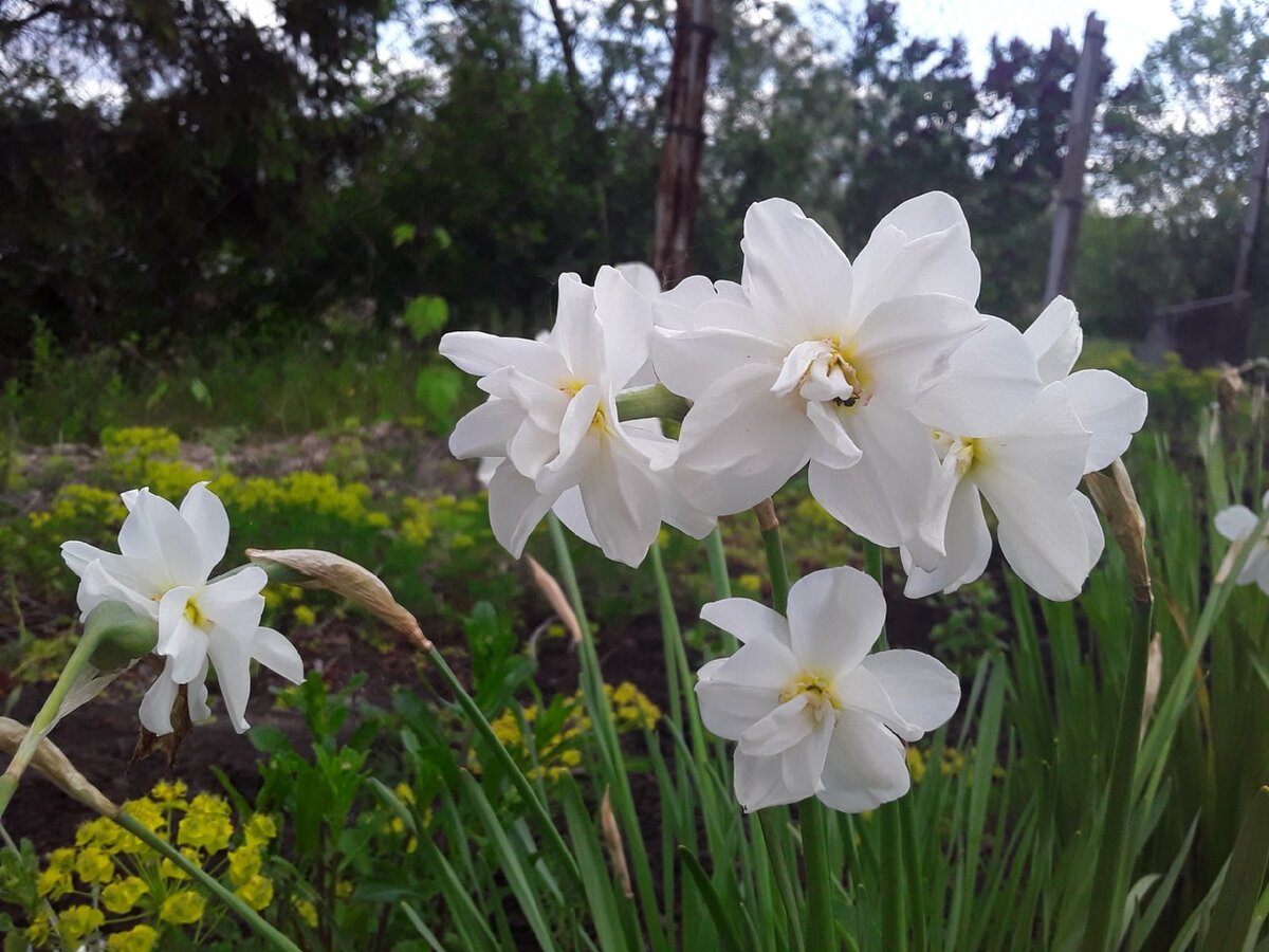 Нарцисс, сорт Albus Plenus Odoratus - самый поздний