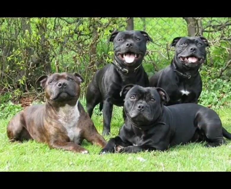 СТАФФОРДШИРСКИЙ БУЛЬТЕРЬЕР