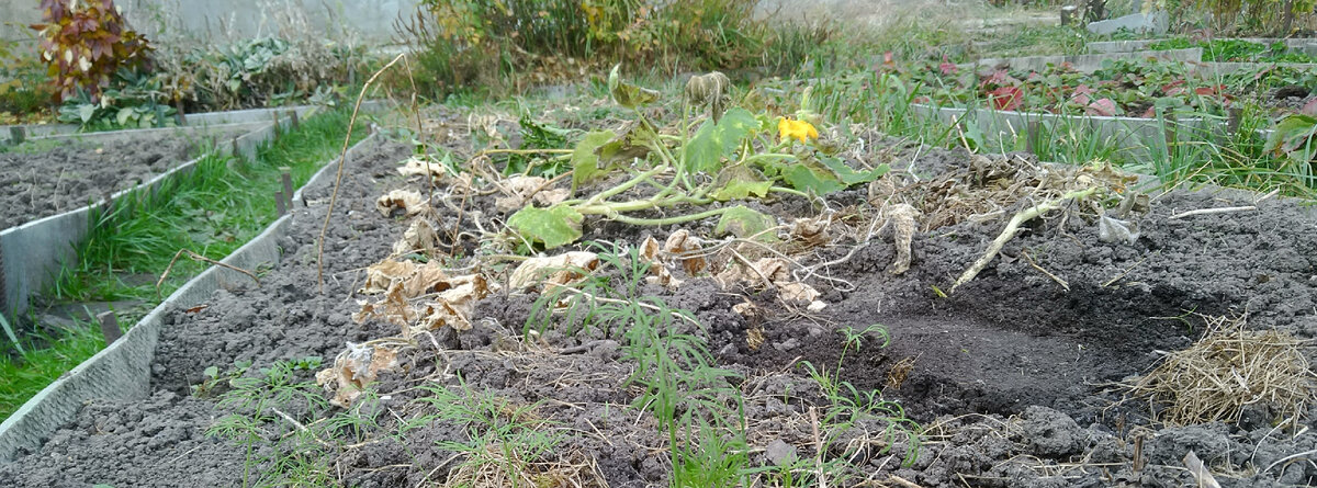 Здесь был собран хороший урожай кабачков. Теперь остался урожай ботвы.