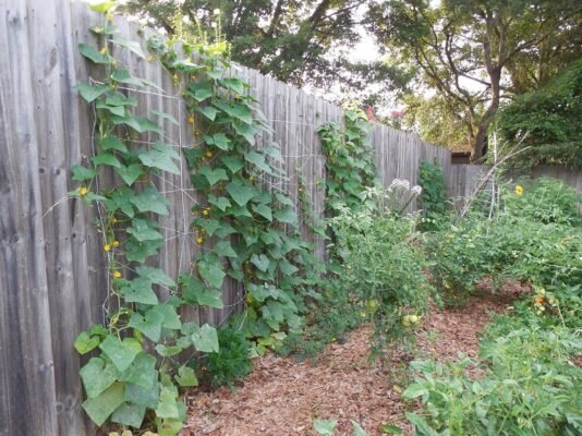 Забор является прекрасной естественной опорой для огурцов, заодно защищающей их и от ветров