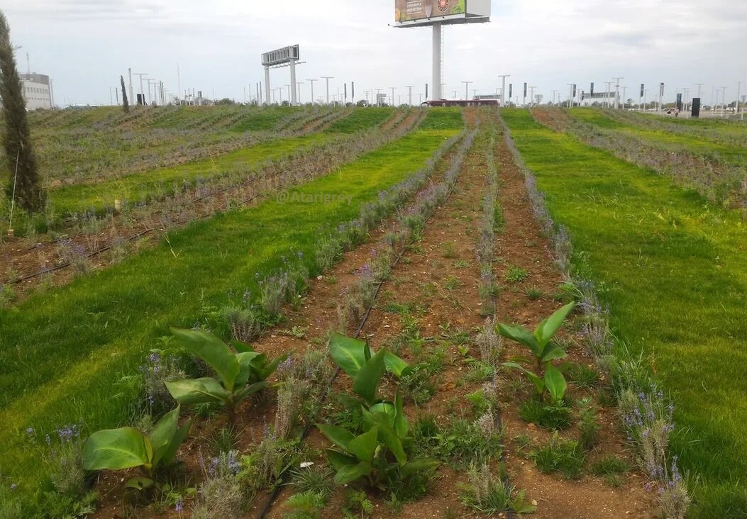 Лаванда возле аэропорта Симферополя. фото - @Atarigrey