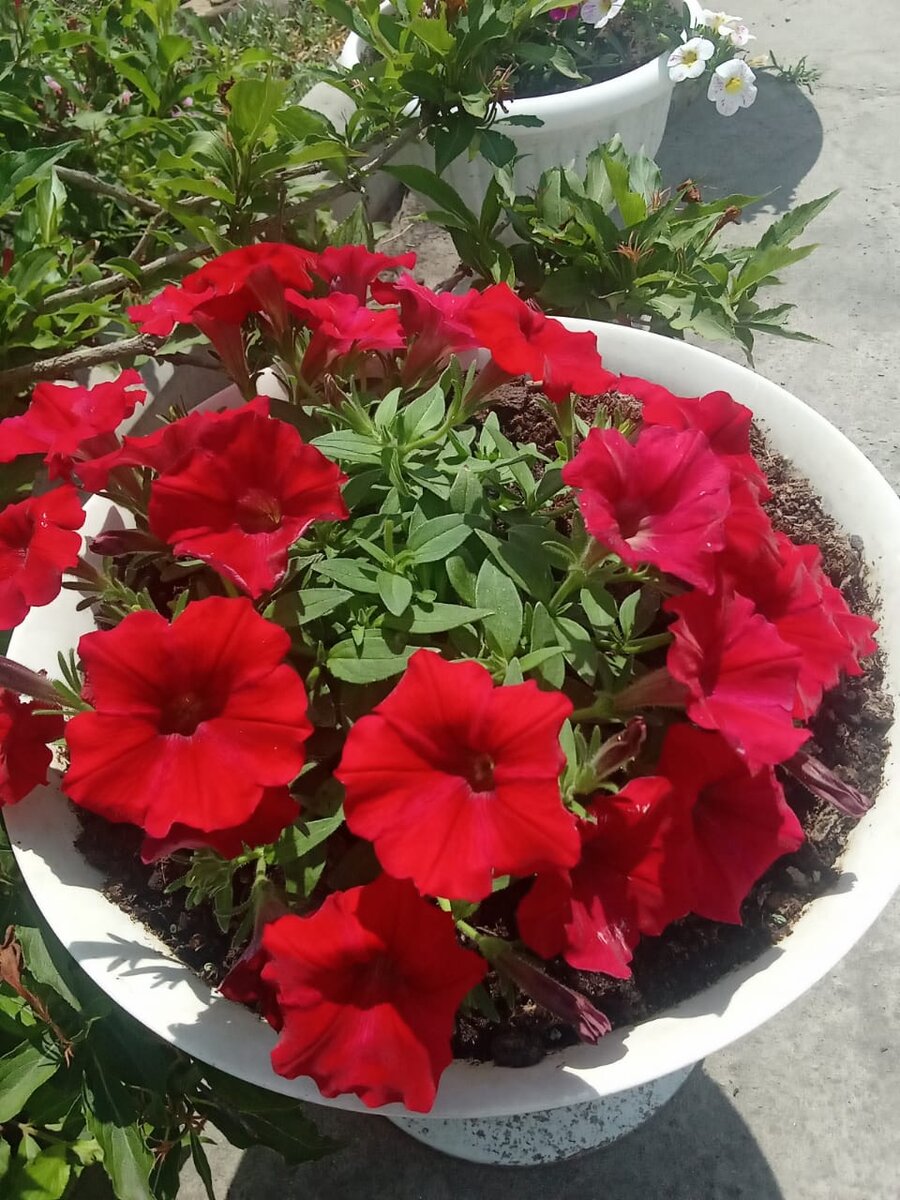 Петуния Veranda Skarlett (личное фото)