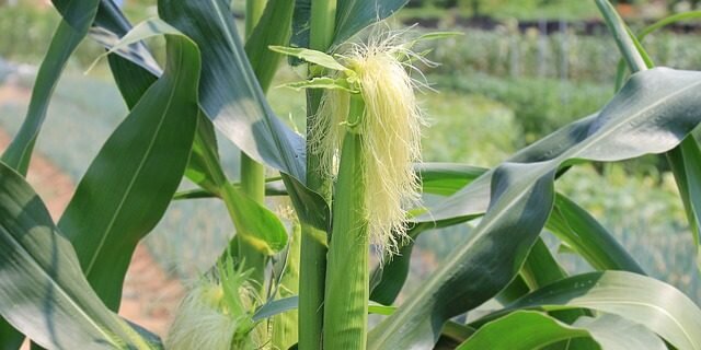 Фермер знал, если соседи сажают семена плохого качества, процесс опыления повлияет на качество его собственной кукурузы. (Image: via pixabay / CC0 1.0)