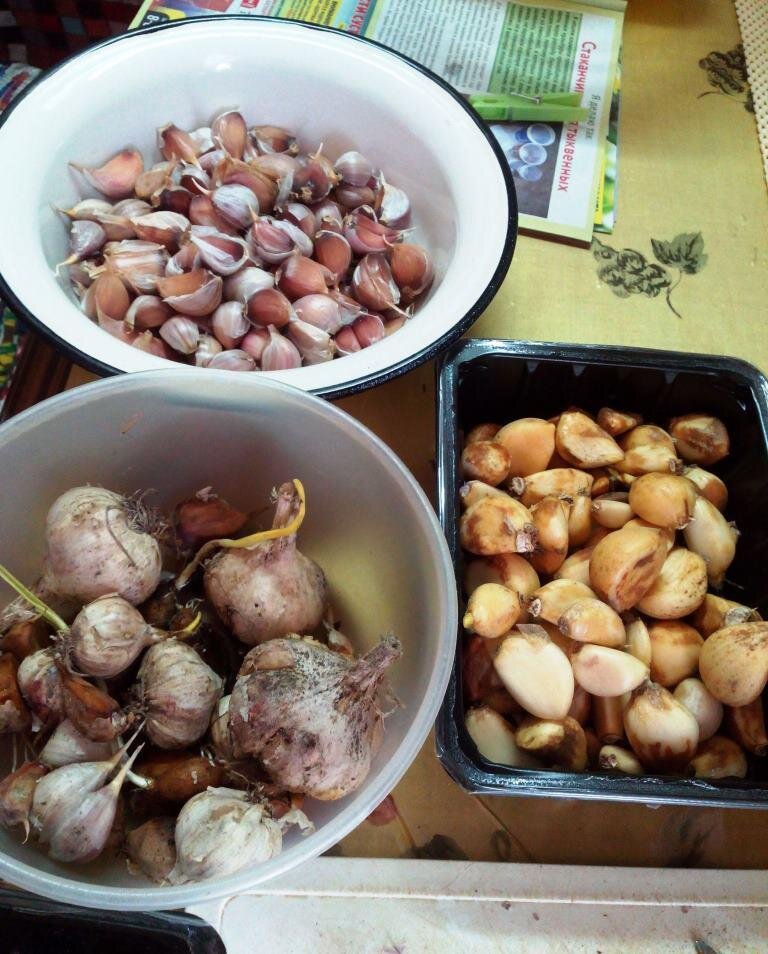 Разобрала по степени поражения и порчи. Обработала розовым раствором марганцовки, пойдет на посадку весной - яровой чеснок.