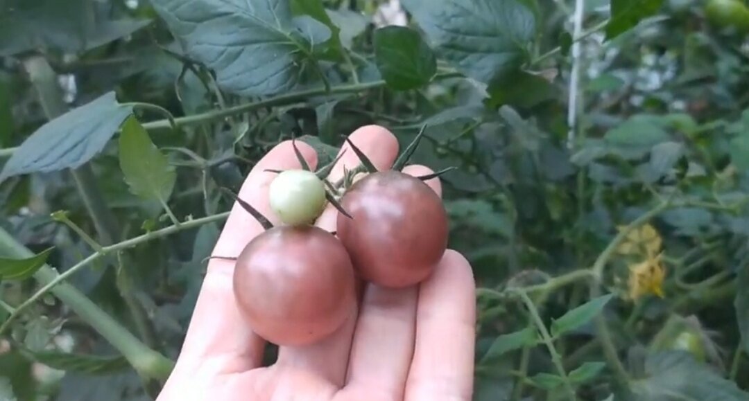 Томаты черри, шоколадная гроздь.
