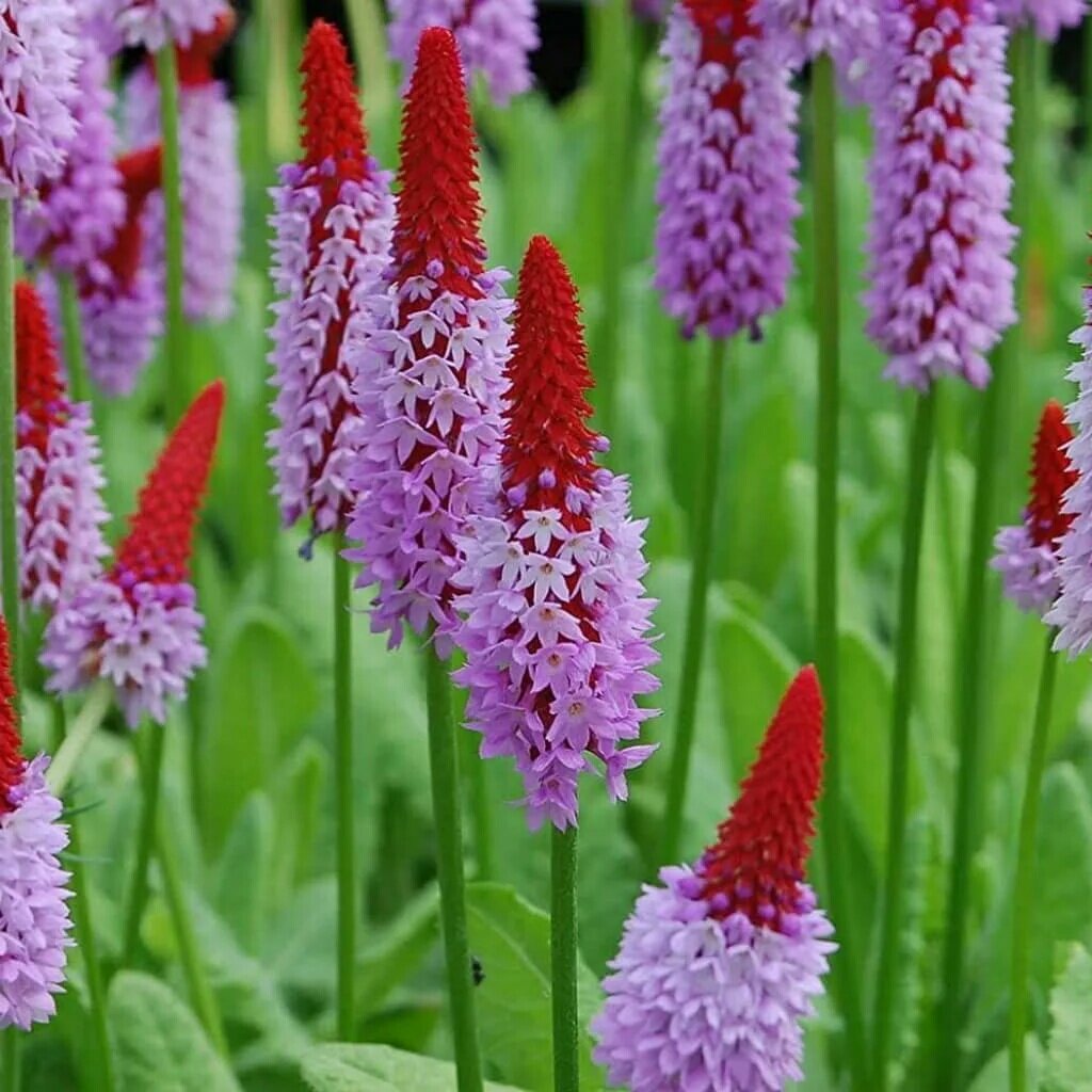 Примула Виаля или Орхидная примула. Фото из открытого доступа