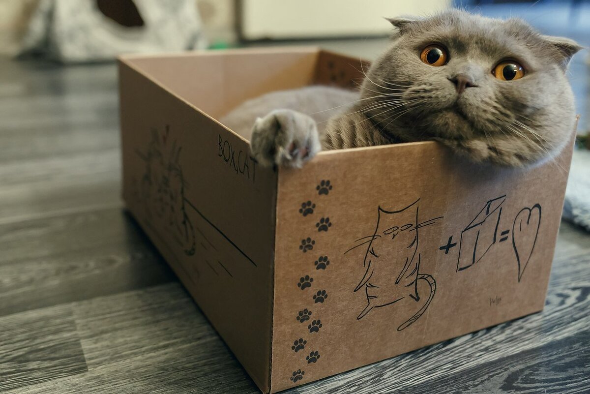 Вам знакома такая ситуация: как только в доме появляется пустая (а может, и не пустая) коробка, ее тут же занимает кот?