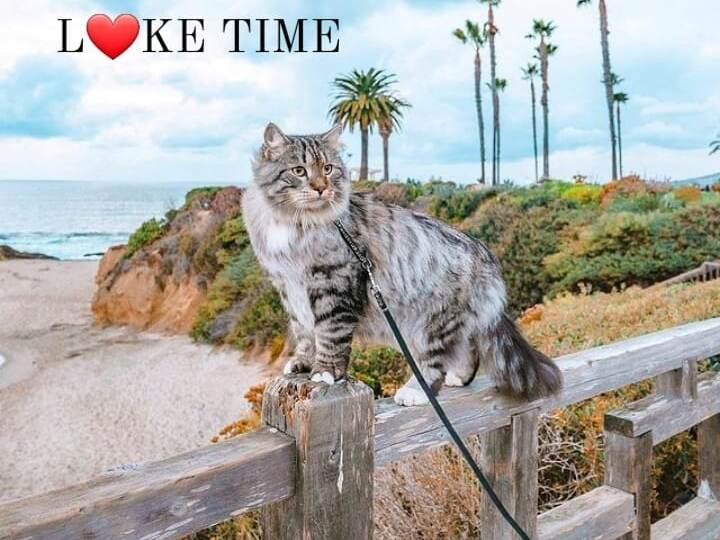 Кто на фоне пальм