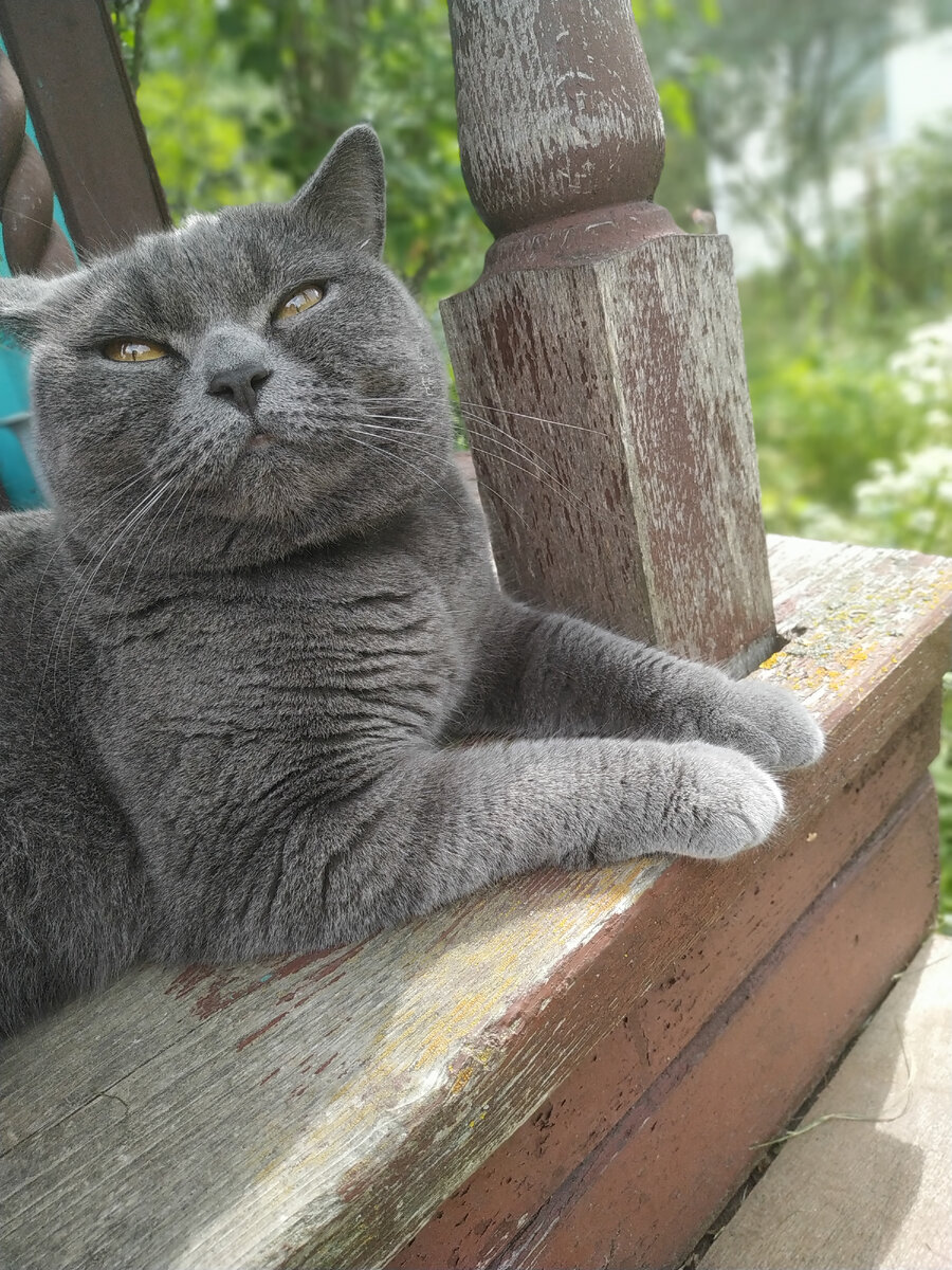 Кошки боятся собак? Не не слышали 😸