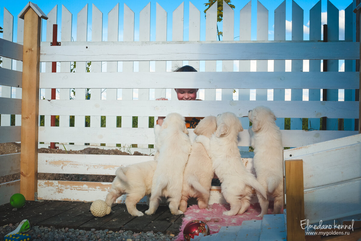 Щенки очень любознательные.