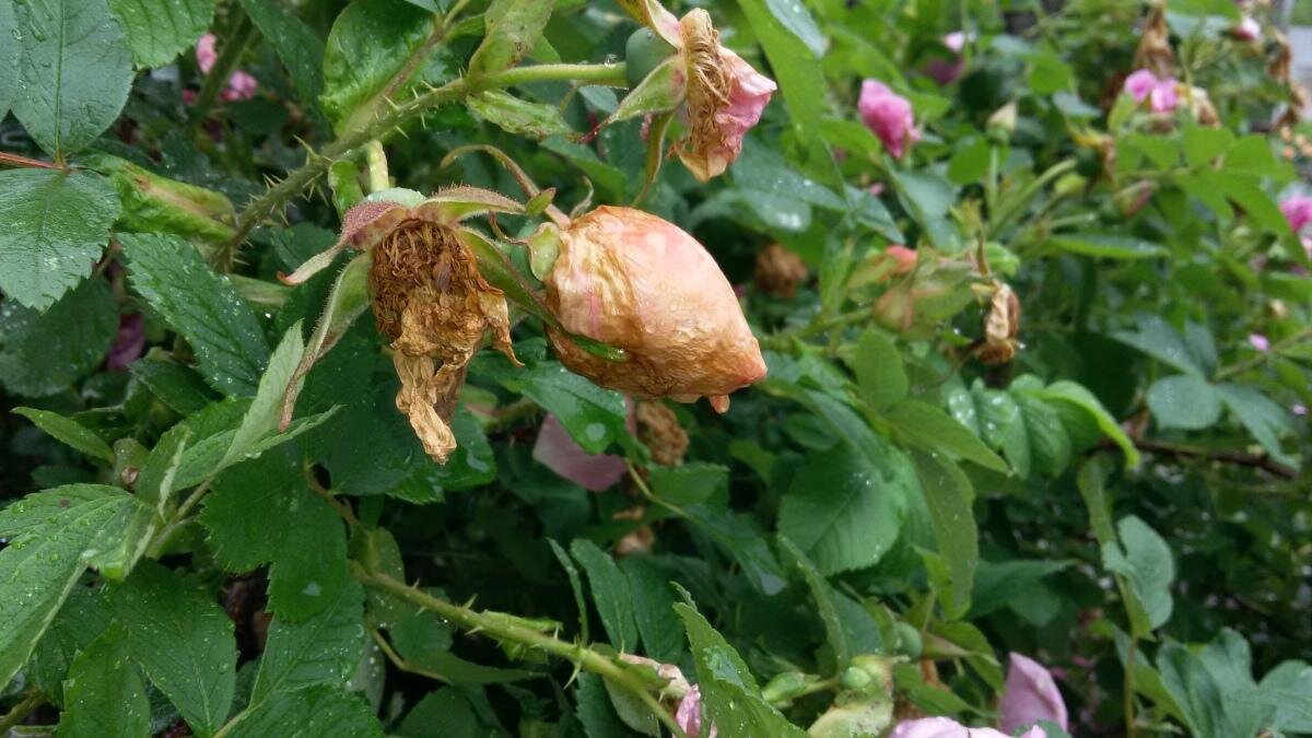 Причин увядания бутонов много (фото Яндекс-картинки)