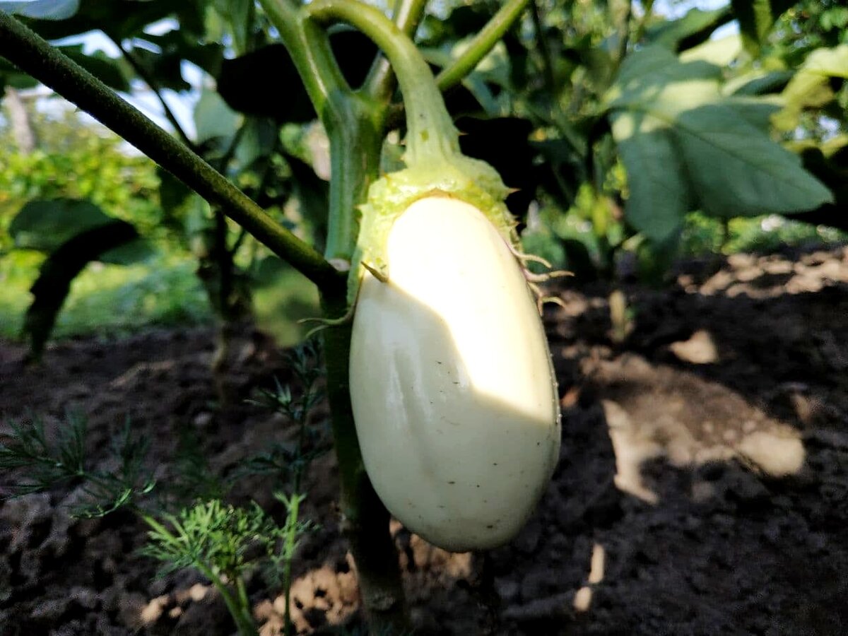 Раствором салициловой кислоты можно обрабатывать культуры во время плодоношения. Она абсолютно безвредна.