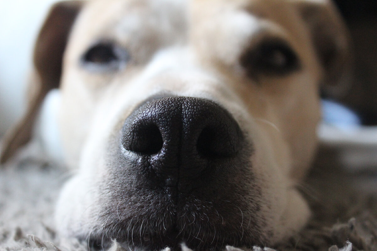 у собаки теплый и сухой нос