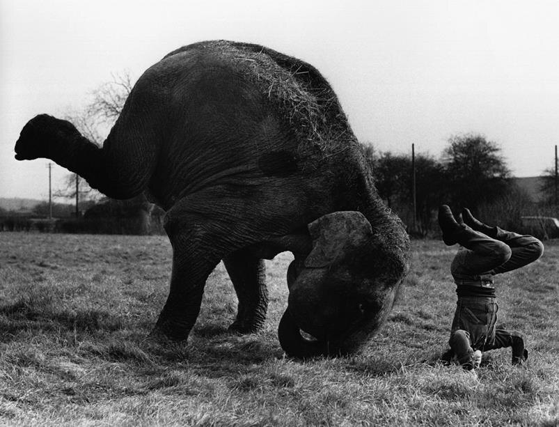 Правда или ложь: "Только слоны и люди из всех млекопитающих умеют стоять на голове"?