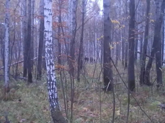 Маукский лес 