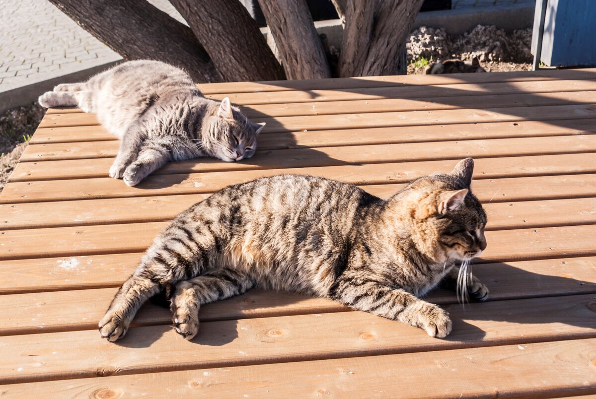 Кошки греются на солнце.