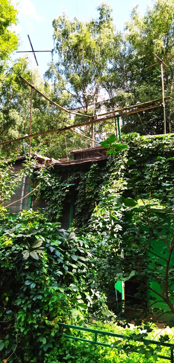 Голубятня в московском дворе. Прогулка моя. Фото моë. 