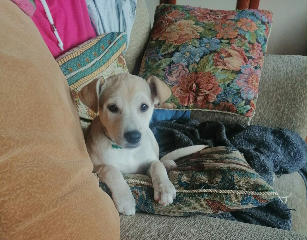 Мотя  маму узнала. На лапки припала, хвостом виляет, описалась от счастья, мордочку мамы лижет. 