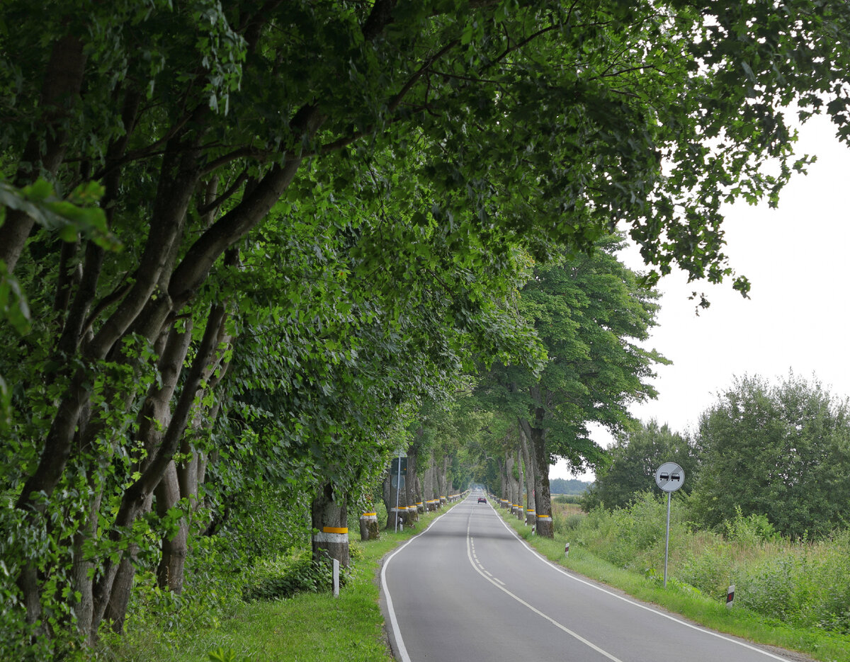 Деревья по обочинам старых немецких дорог