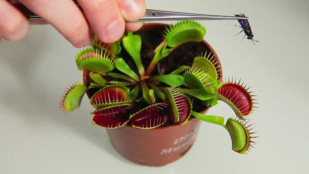 Хоть раз в жизни вы встречали данное растение в фильмах, мультиках. Часто представлены они как кровожадные и очень страшные существа. Так давайте сегодня об этом поговорим...