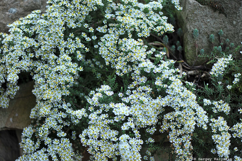 Астра вересковая Snowflurry 