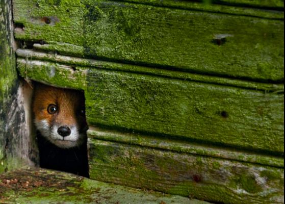 Фото: Кай Фагерстром