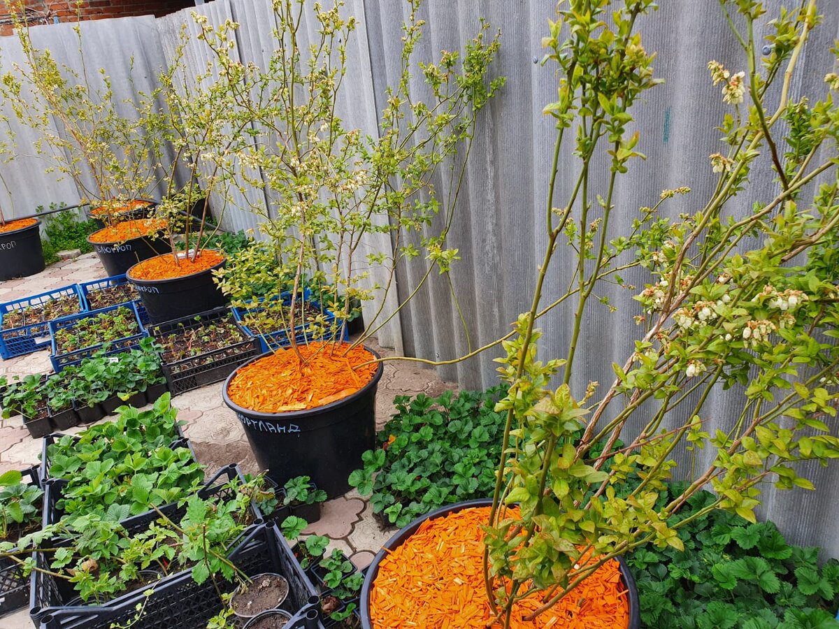 Голубику обязательно нужно мульчировать или корой лиственницы, или хвойным опадом