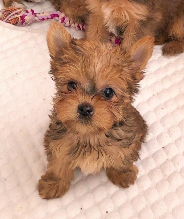 Ростов на Дону, йоркширский терьер, щенок, мальчик (можно листать)