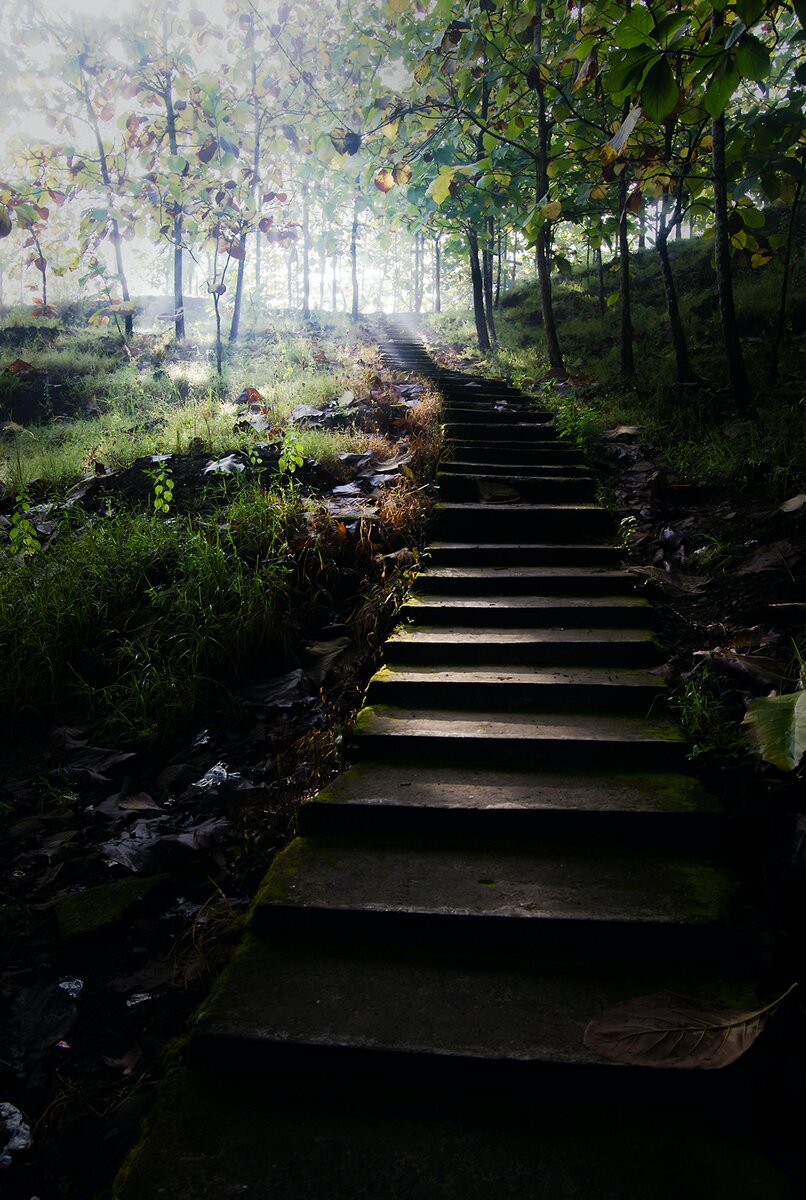 14 лестница. Лестница в джунглях. Ступени жизни. Фото старинных лестниц в лесу. Лестницы в лесу и там. Девушка.