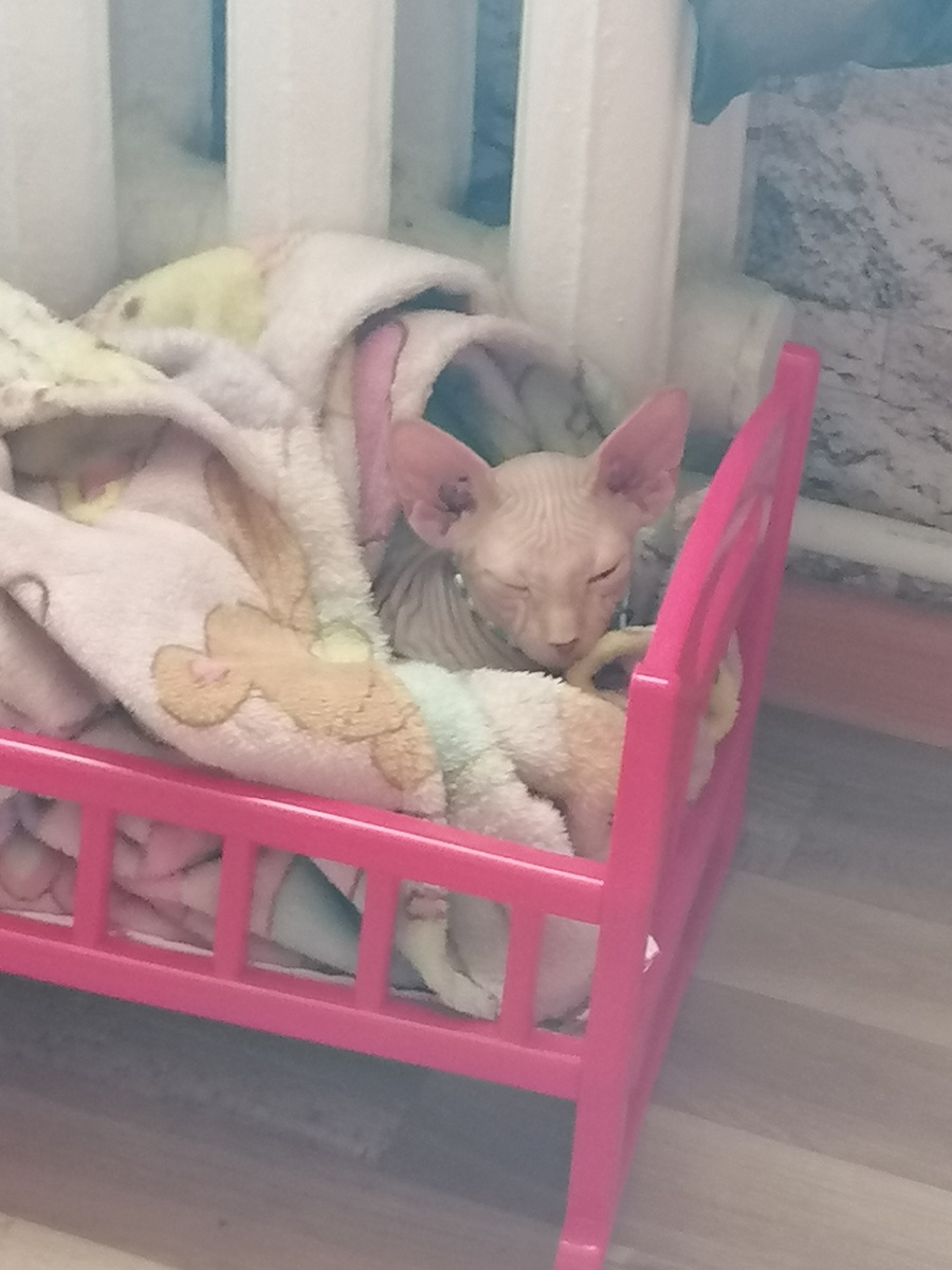 Котик наш тоже спать!!!! 