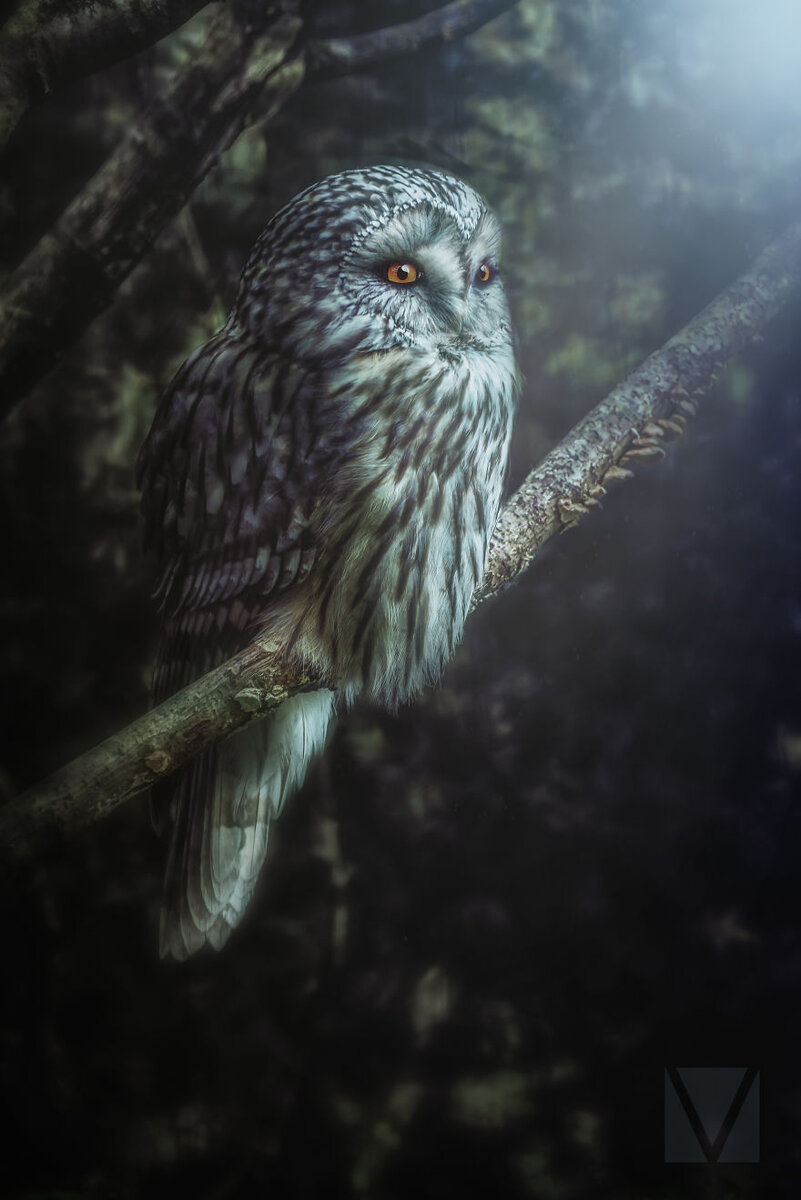 Vicki-Lea Boulter