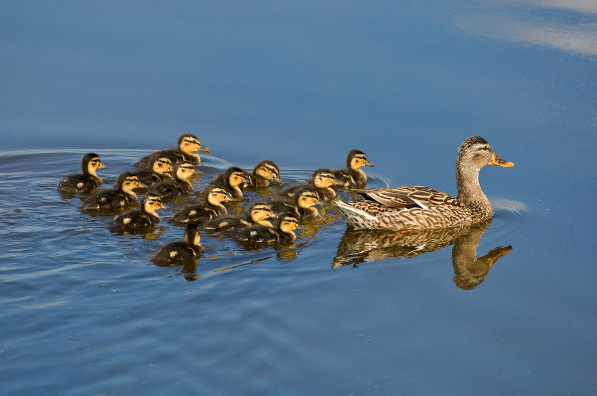 iStock